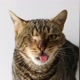 miauzinhothecat