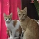 SÓ OS GATOS