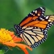 Arte da natureza