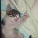 O gato mais fofoqueiro