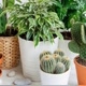 CULTIVO DE PLANTAS E MAIS