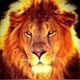 WILD LIFE ANIMAL
