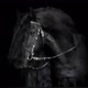 Cavalos_editsx