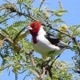 Aves Encantos