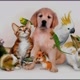 Tudo sobre pets