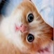 Petpawty