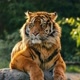 Wildlife