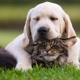 Pet e Pet