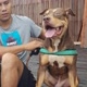 originalpitbul