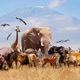 World Animals