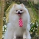 Simba Spitz