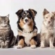 i love pets 😘😍❣️