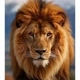 MUNDO ANIMAL