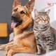 Love_Pets