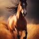 Cavalo e minha paixão