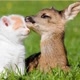 Animais Diversos