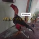 criador oficial 🐣🐥