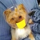 meu bichinho theo