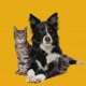 Mundo dos Pets
