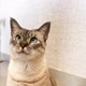 Gatotheo