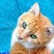 Fofuras Pet Land