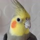 Calopsitadik