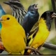 passarinheiros
