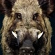 caçadas de javali oficial 🐗
