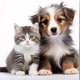 cão e gato