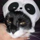 flopados_cat_cortes