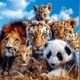 VP ANIMAIS