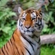 vida animal
