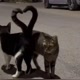 gatitos