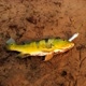 Raphael Fish 🎣
