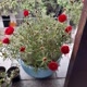 meu_jardim_oficial 🌹🌷🌸