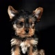 Pets mundo