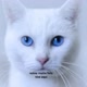 GILBERTO- 🐱 OFCIAL