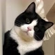 Top  Pets