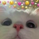 Pet Lovers