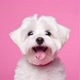 adoramospets