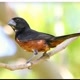 ＠MUNDO DAS AVES