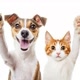 PetMania
