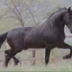 Reelstrai