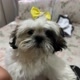 Stellinha.eu.mesma…