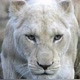 vida animal