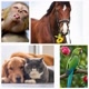 ANIMAIS EM ALERTA