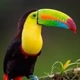 Wild_Life_Animals