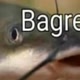 Bagre