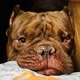 Tony americanbully