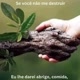 Plantas da Gracinha